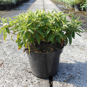 Caryopteris × clandonensis 'Petit Bleu'